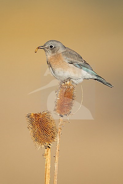 Adult female
Santa Barbara Co., CA
November 2022 stock-image by Agami/Brian E Small,