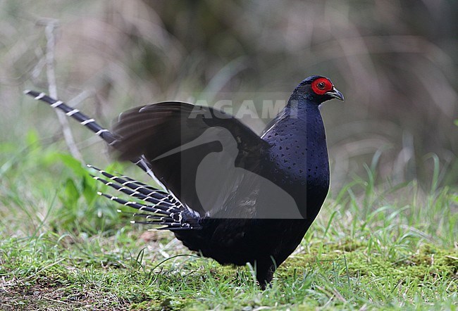 Mikado Pheasant (Syrmaticus mikado), an unofficial national bird of Taiwan. Endemic to mountainous regions of Taiwan stock-image by Agami/James Eaton,
