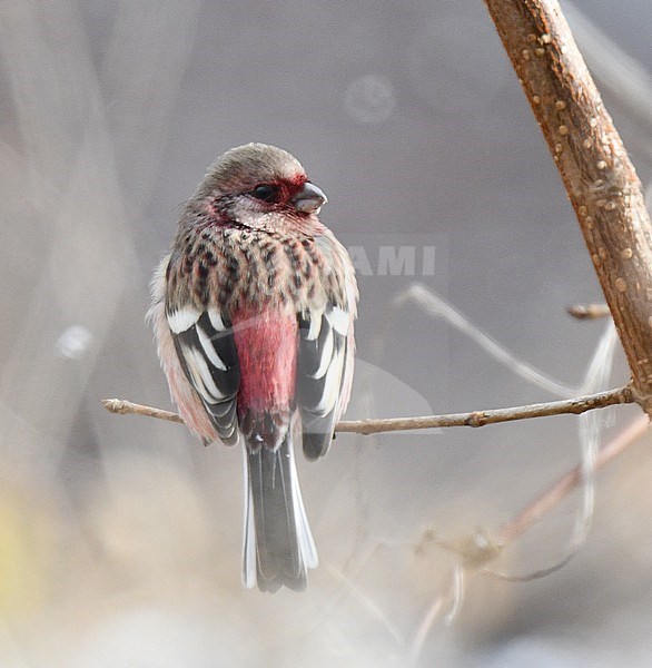 Siberian Long-tailed Rosefinch (Carpodacus sibiricus sanguinolentus ) in Japan. stock-image by Agami/Laurens Steijn,