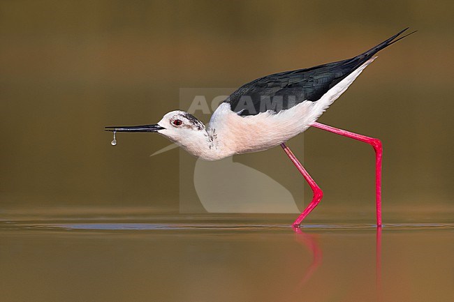 Adult Black-winged Stilt (Himantopus himantopus) foraging in shallow water in Italy. stock-image by Agami/Daniele Occhiato,