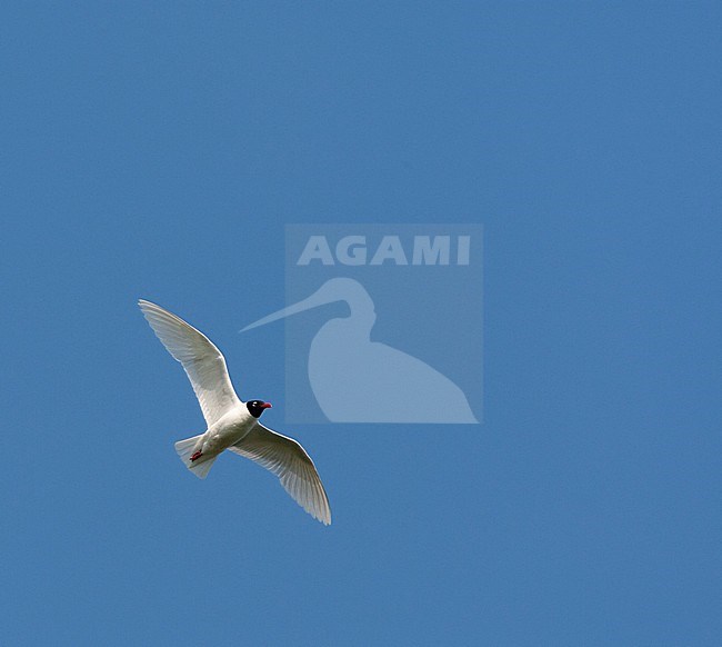 Breeding plumaged adult Mediterranean Gull (Ichthyaetus melanocephalus) in flight in Hungary during spring. Flying directly overhead. stock-image by Agami/Marc Guyt,