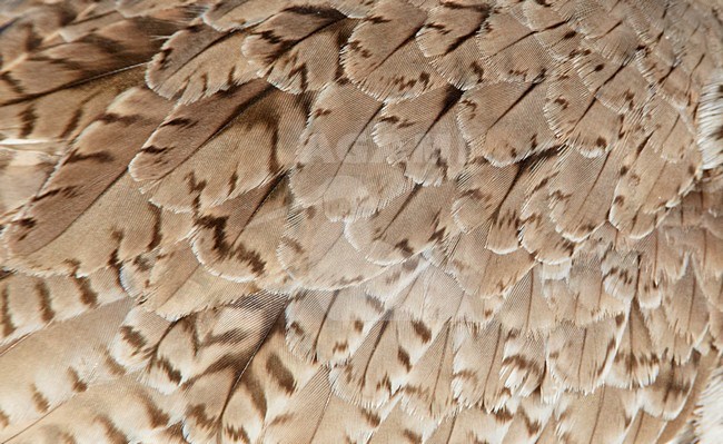 Detail van een Tureluur; Common Redshank detail stock-image by Agami/Markus Varesvuo,