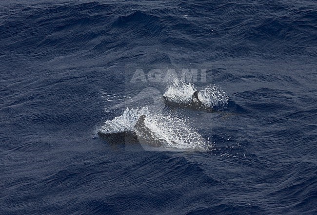 The rough-toothed dolphin (Steno bredanensis) is a species of dolphin that can be found in deep warm and tropical waters around the world. These two dolphins were photographed during the Altantic Odyssey, a repositioning of the ship Prof. Molchanov. A research ship converted to expedtion cruiseship. stock-image by Agami/Marc Guyt,