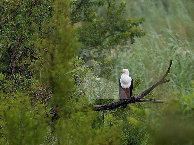 Afrikaanse Zeearend, African Fish Eagle, stock-image by Agami/Walter Soestbergen,