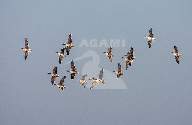Wintering Greater White-fronted Geese (Anser albifrons albifrons) in the Netherlands. Flock going down to land in the late afternoon. stock-image by Agami/Marc Guyt,