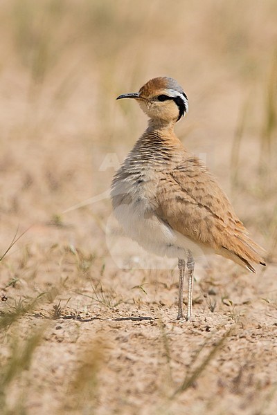 Adult Cream-coloured Courser in southern Negev desert of Israel during spring migration. stock-image by Agami/Dubi Shapiro,