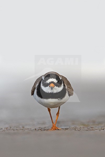 Common Ringed Plover, Charadrius hiaticula stock-image by Agami/Jari Peltomäki,