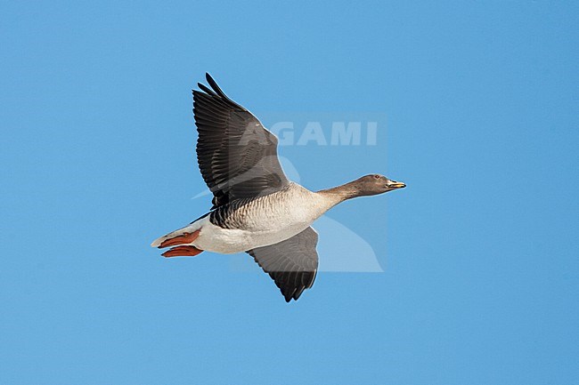 Taigarietgans in vlucht, Taiga Bean Goose in flight stock-image by Agami/Jari Peltomäki,