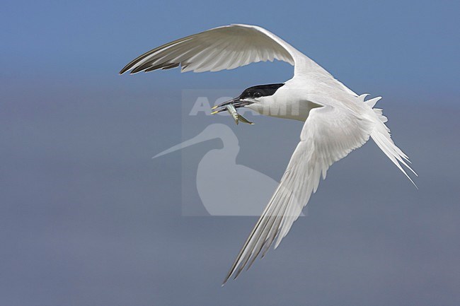 Sandwich Tern (Thalasseus sandvicensis), adult in flight carrying a fish in its bill. stock-image by Agami/Saverio Gatto,