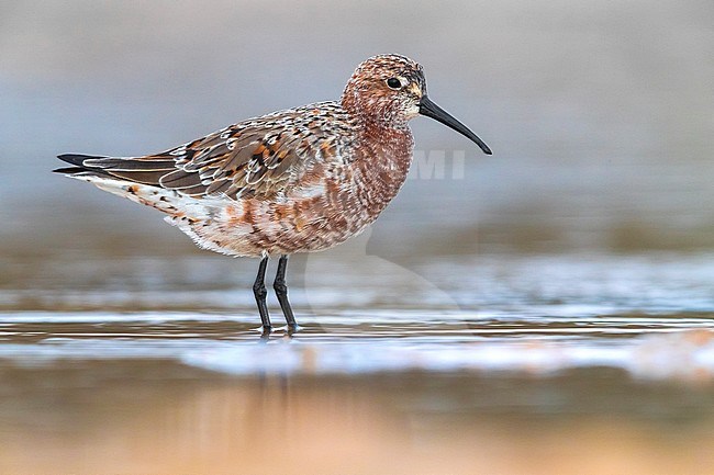 Curlew Sandpiper (Calidris ferruginea) in rain made roadside pond in Western Sahara during spring migration. Moulting in summer plumage. stock-image by Agami/Daniele Occhiato,