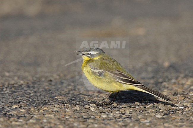 Gele Kwikstaart zittend op een paaltje; Blue-headed Wagtail perched on pole stock-image by Agami/Reint Jakob Schut,