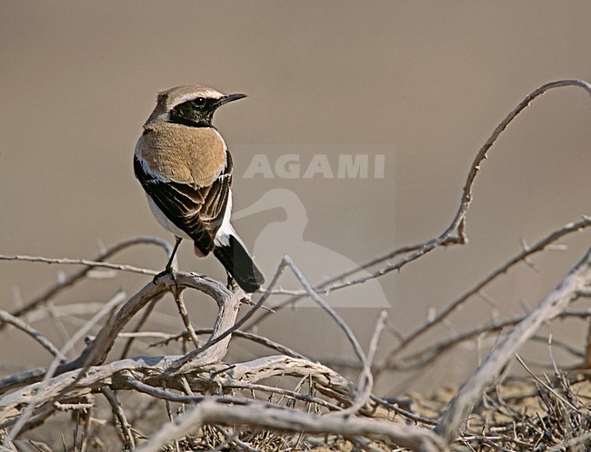 Desert Wheatear male perched on a branch; Woestijntapuit man zittend op een tak stock-image by Agami/Markus Varesvuo,