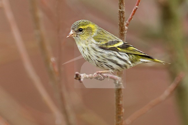 Vrouwtje Sijs op een tak; Female Eurasian Siskin perched on a branch stock-image by Agami/Daniele Occhiato,
