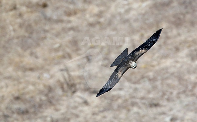 Zwarte Wouw op trek over de straat van Gibaltar, Black Kite on migrating over the Gibraltar Strait stock-image by Agami/Markus Varesvuo,