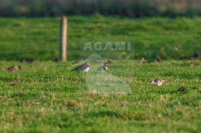 Little Curlew (Numenius minutus) aka Little Whimbrel walking on a agricultural field, Houtave, West Flanders, Belgium. stock-image by Agami/Vincent Legrand,