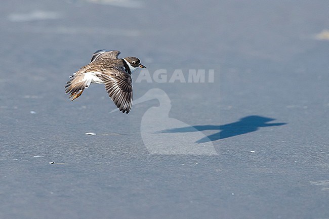 Adult Semipalmated Plover flying over a beach in Cape May, USA. August 2016. stock-image by Agami/Vincent Legrand,