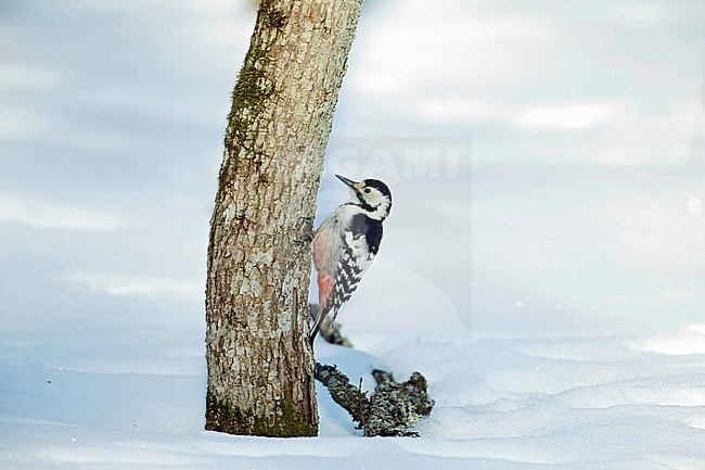 White-backed Woodpecker (Dendrocopos leucotos) stock-image by Agami/Dick Forsman,