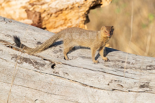 Slender Mongoose (Galerella sanguinea), adult standing on an old trunk, Mumalanga, South Africa stock-image by Agami/Saverio Gatto,