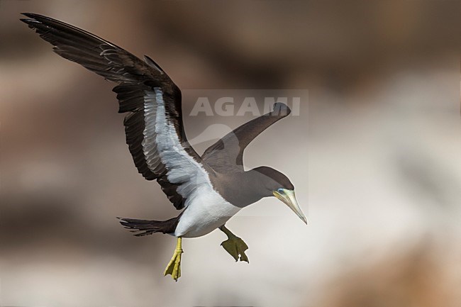 Bruine Gent in vlucht, Brown Booby in flight stock-image by Agami/Daniele Occhiato,