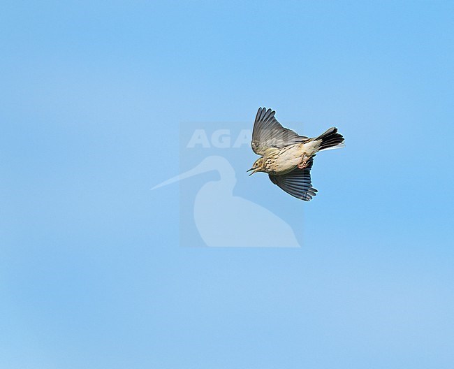 singing and displaying Meadow Pipit (Anthus pratensis) in song flight, display flight in blue sky showing underside stock-image by Agami/Ran Schols,