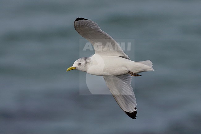 Volwassen Drieteenmeeuw  in winterkleed in de vlucht; Adult Black-legged Kittiwake in winter plumage in flight stock-image by Agami/Arie Ouwerkerk,