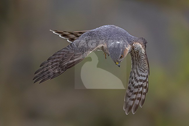 Adult male Eurasian Sparrowhawk (Accipiter nisus) in hunting mood dropping on prey in Loppem, West Flanders, Belgium. stock-image by Agami/Vincent Legrand,