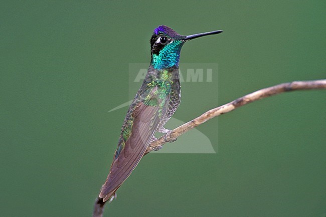 Adult male
Cochise Co., AZ
April 2004 stock-image by Agami/Brian E Small,