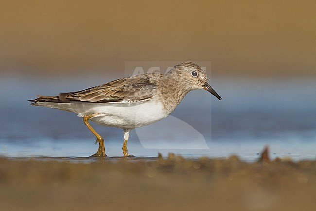 Temminck's Stint - Temminckstrandläufer - Calidris temminckii, Kazakhstan, adult, breeding plumage stock-image by Agami/Ralph Martin,