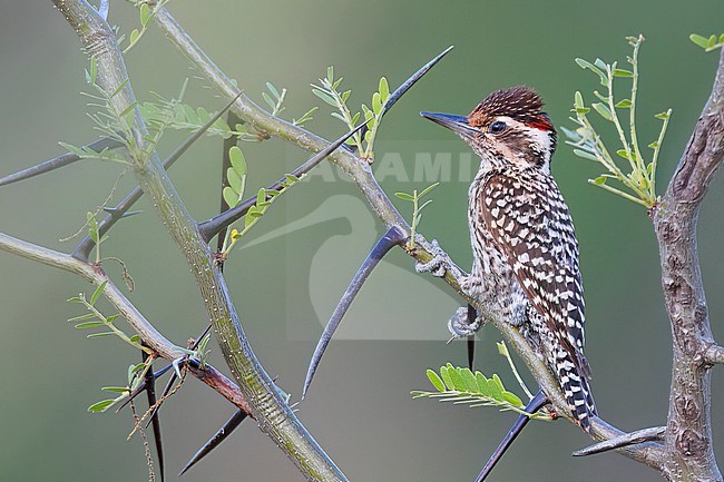 Checkered Woodpecker (Veniliornis mixtus). Perched on a branch in Argentina. stock-image by Agami/Dubi Shapiro,