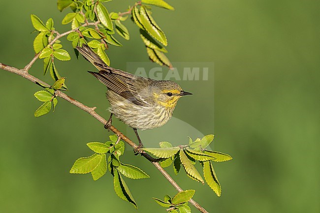 Adult female
Galveston Co., TX
April 2022 stock-image by Agami/Brian E Small,