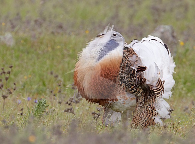 Baltsend mannetje Grote trap; Male Great Bustard displaying stock-image by Agami/Markus Varesvuo,