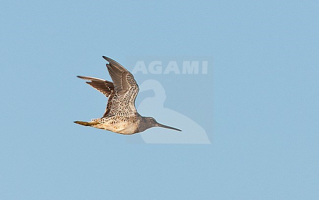 Kleine Grijze Snip in vlucht; Short-billed Dowitcher (Limnodromus griseus) in flight stock-image by Agami/Marc Guyt,