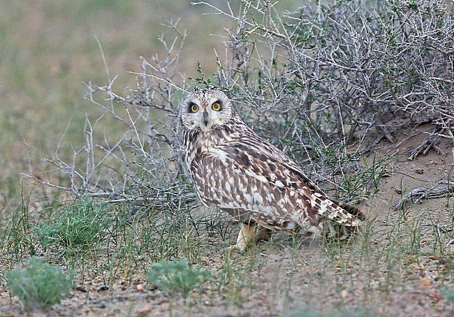 Short-eared Owl (Asio flammeus flammeus) resting on the groud but alert. stock-image by Agami/Andy & Gill Swash ,