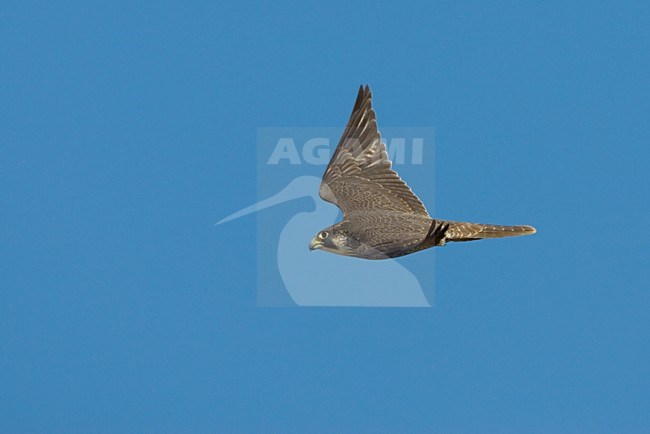 Pellegrino; Peregrin; Falco peregrinus stock-image by Agami/Daniele Occhiato,