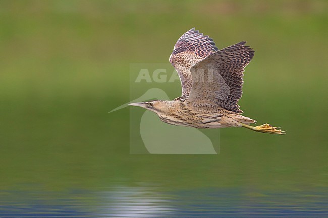 Roerdomp; Great Bittern; Botaurus stellaris stock-image by Agami/Daniele Occhiato,