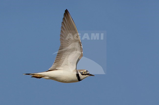 Little Ringed Plover adult flying; Kleine Plevier volwassen vliegend stock-image by Agami/Daniele Occhiato,