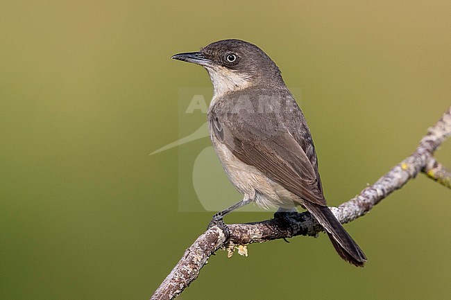 Volwassen Westelijke Orpheusgrasmus; Adult Western Orphean Warbler stock-image by Agami/Daniele Occhiato,