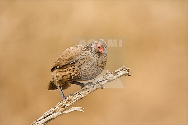 Swainsons Frankolijn, Swainson's Spurfowl, Pternistis swainsonii stock-image by Agami/Marc Guyt,