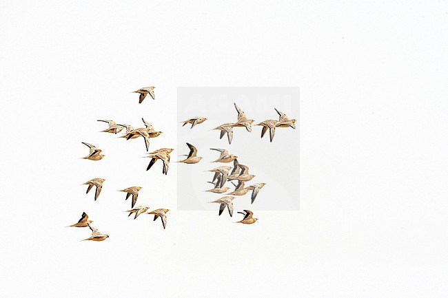 Flock of Spotted Sandgrouses (Pterocles senegallus) in flight over Negev desert in Israel. stock-image by Agami/Marc Guyt,