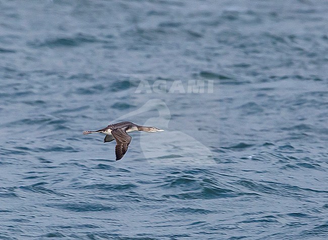 First-winter Yellow-billed Diver (Gavia adamsii) migrating past Barrow over the Bering sea in northern Alaska, United States. stock-image by Agami/Edwin Winkel,