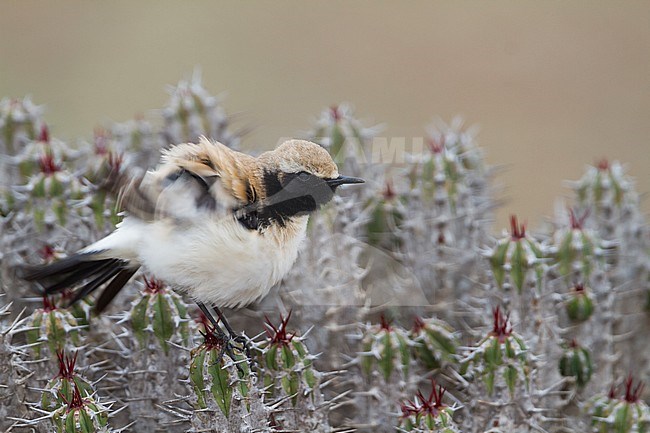 Desert Wheatear - Wüstensteinschmätzer - Oenanthe deserti ssp. homochroa, Morocco, adult male stock-image by Agami/Ralph Martin,