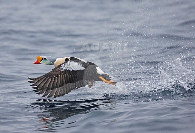 King Eider adult male flying; Koningseider volwassen man vliegend stock-image by Agami/Markus Varesvuo,