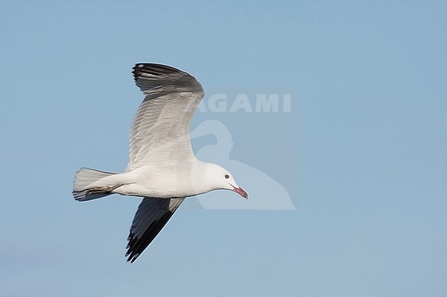 Audouins Meeuw, Audouin's Gull; Ichthyaetus audouinii, Spain (Mallorca), adult stock-image by Agami/Ralph Martin,