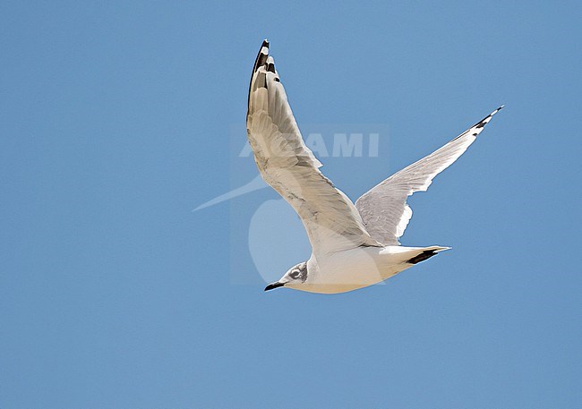 Wintering Franklin's Gull (Leucophaeus pipixcan) in Colombia. stock-image by Agami/Pete Morris,