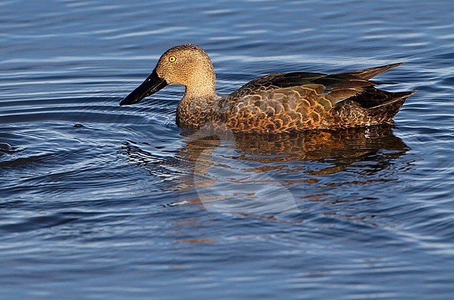 Cape shoveler, Anas smithii, swimming, Western Cape, South Africa stock-image by Agami/Karel Mauer,