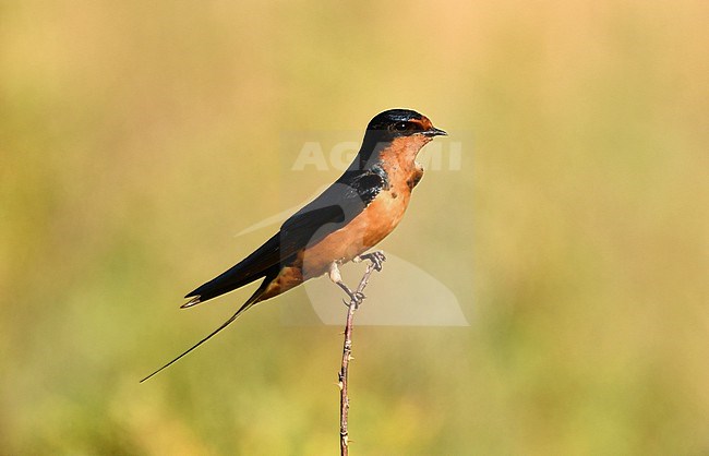 The Barn Swallow is a common bird. This bird is very rufous colored bird, typical with the North American subspecies. stock-image by Agami/Eduard Sangster,