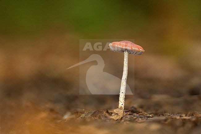 Oranjerode stropharia; Redlead Roundhead; stock-image by Agami/Walter Soestbergen,