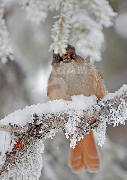 Taigagaai in winters landschap; Siberian Jay in winter setting stock-image by Agami/Markus Varesvuo,