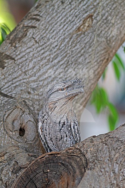Uilnachtzwaluw zittend in een boom, Tawny Frogmouth perched in a tree stock-image by Agami/Pete Morris,