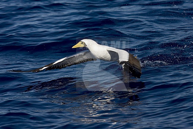 Duikende Maskergent; Diving Masked Booby stock-image by Agami/Marc Guyt,